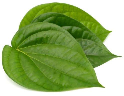 Natural Green Betel Leaves, Style : Fresh