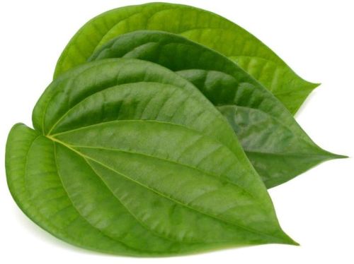 Organic Betel Leaves, Shelf Life : 20 Days