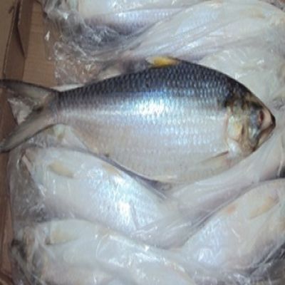 Silver Frozen Ilish Fish, For Cooking, Style : Preserved