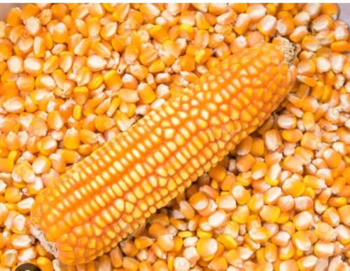 Common Maize Seed, Size : 60 Kg Bag