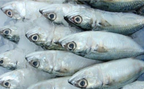 Frozen Mackerel, Packaging Type : Carton Box, Plastic Crates, Thermocole Box