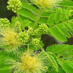 Albizia Amara