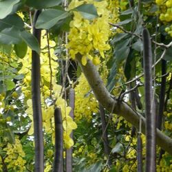 Cassia Fistula