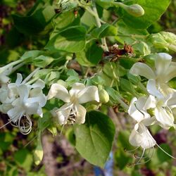 Clerodendrum Phlomidis