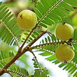 Emblica Officinalis