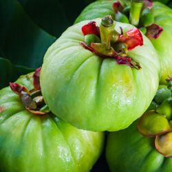 Garcinia Cambogia