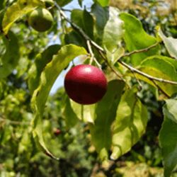 Garcinia Indica for fissures of lips, chapped skin skin diseases.