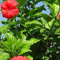 Hibiscus Rosa-sinensis