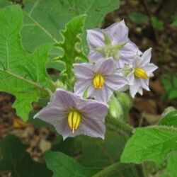 Solanum Indicum