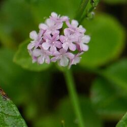 Valeriana Wallichii