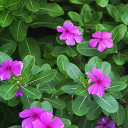 Vinca Rosea