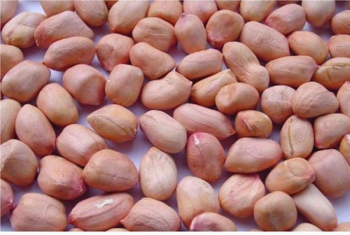 Red TJ Groundnut Kernels, For Butter, Cooking Use, Making Oil, Packaging Type : PP Bags Vaccum Bag