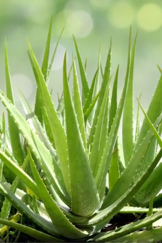 Leaf Natural Aloe Vera, For Skin Products, Medicine, Certification : FSSAI