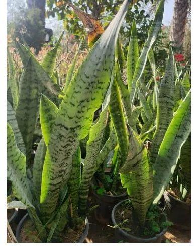 Sansevieria Indoor Plant, Color : Green