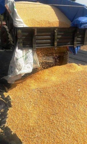 Common Dry Yellow Corn, Grade : Top Grade, Packaging Type : White