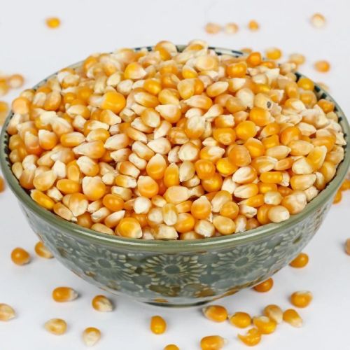 Common Fresh Yellow and White Corn, Shape : Oval, Round