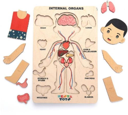 Polished Birch Ply Human Body Wooden Puzzle, For Playing, Style : Modern
