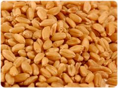 Wheat Feature : High In Protein, Good For Health