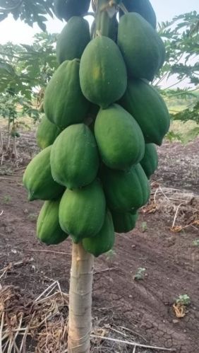 Organic Fresh Papaya, Taste : Sweet