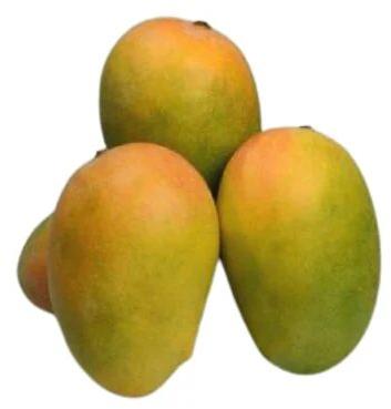 Organic Kesar Fresh Mango, Packaging Type : Wood Box