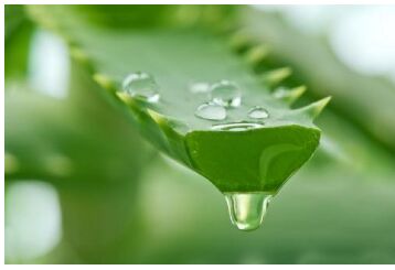 Aethon Aloe Vera Gel