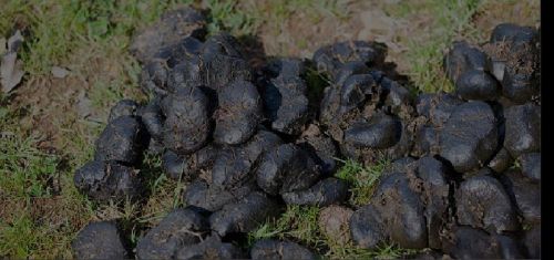 Donkey Dung, For Medicine Use, Purity : 99.9%