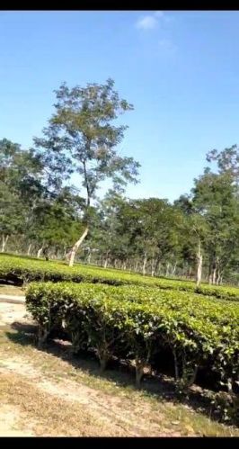 Assam Tea, Certification : FSSAI Certified