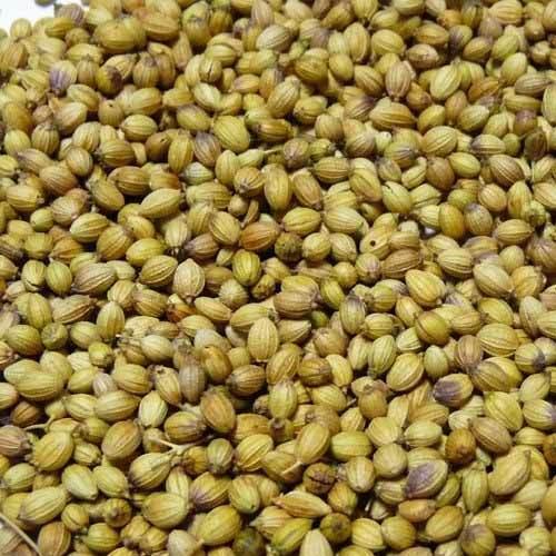 Green Organic Coriander Seeds, For Spices, Packaging Size : 10 Kg