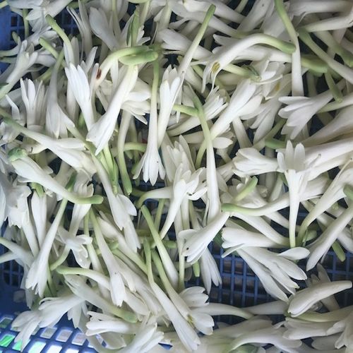 White Organic Natural Lily Flower