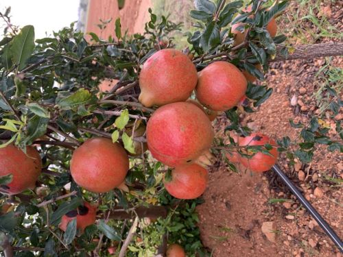 Fruit Fresh Pomegranate, Shelf Life : 2 Months