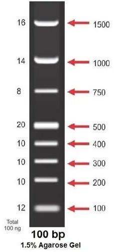 DNA Ladder