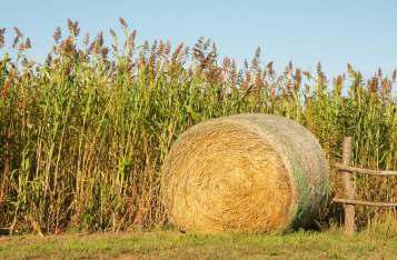 Bale Sorghum Hay, For Animal Feed