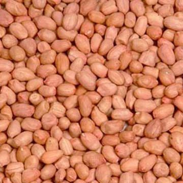 Light Red Natural 140/160 Java Groundnut Kernel, For Cooking Use, Making Oil, Packaging Size : 25kg