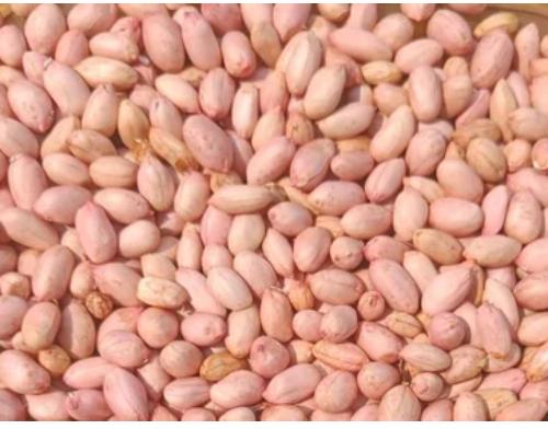 Raw Kernels Jumbo-sized Peanuts, Brand Name : PIYALI AGRO FOOD