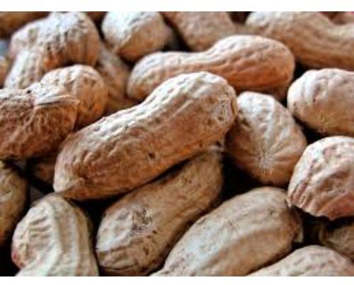 Common Raw Shelled Peanuts, For Making Flour, Making Oil, Making Snacks, Packaging Size : 5 Kg To 50 Kg