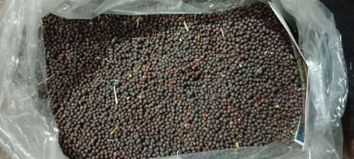 Mustard Seeds, Packaging Size : 50kg