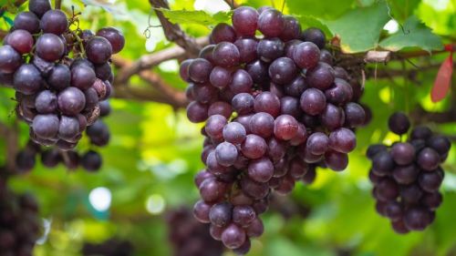 Black Grapes, Taste : Sweet