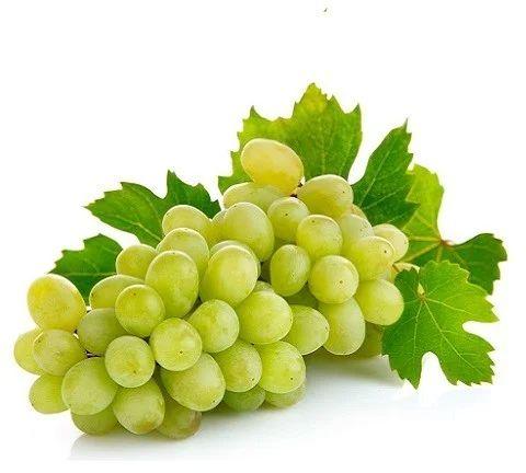 Green Thompson Seedless Grapes, For Human Consumption, Shelf Life : 5-7 Days