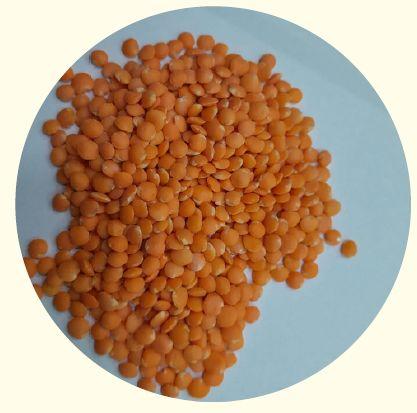 Organic Red Masoor Dal, For Cooking, Style : Dried