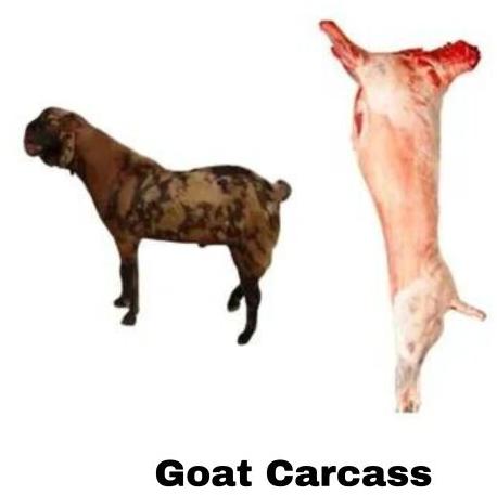 Halal Goat Meat, Style : Frozen, Whole, Full Carcass