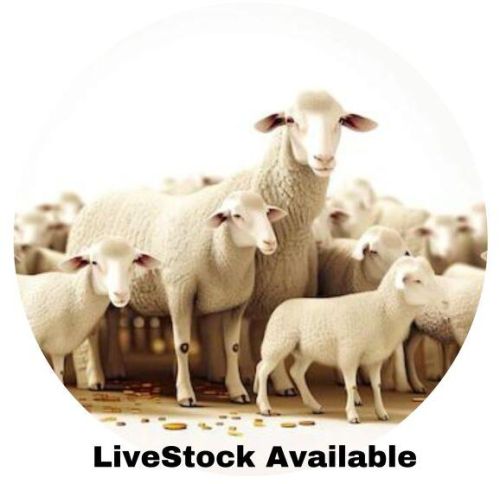 Lamb Sheep Livestock