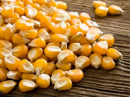 Round Organic Natural Corn Seeds Yellow Maize, For Human Food, Style : Fresh