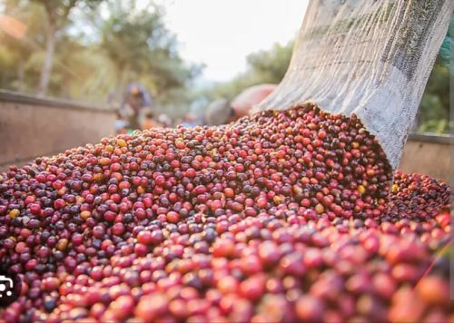 Raw Coffee Beans, Packaging Type : Black 6 Months