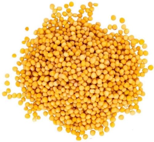 Yellow Mustard Seeds, For Cooking, Shelf Life : 12 Months