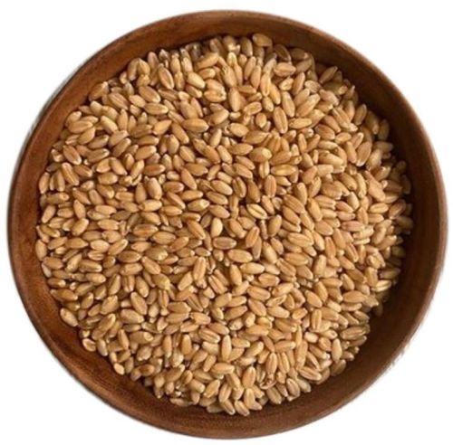 Organic Meal Wheat Seeds, Style : Dried