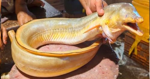 Fresh Yellow Eel Fish, For Cooking, Food, Human Consumption, Making Medicine, Making Oil, Packaging Type : Bag