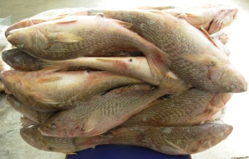 Frozen Ghol Fish, For Cooking, Food, Human Consumption, Packaging Type : Bag