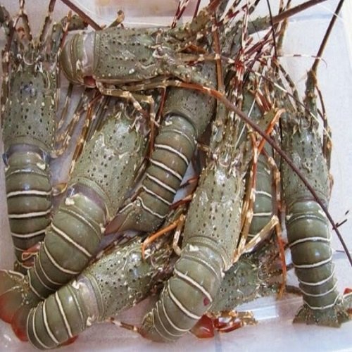 Frozen Lobster, For Cooking, Food, Human Consumption, Making Medicine, Making Oil, Packaging Type : Bag