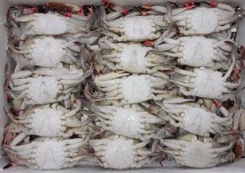 Frozen Mud Crab, For Cooking, Food, Packaging Type : Box