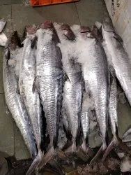 Frozen Surmai Fish, For Cooking, Food, Human Consumption, Making Medicine, Making Oil, Packaging Type : Bag